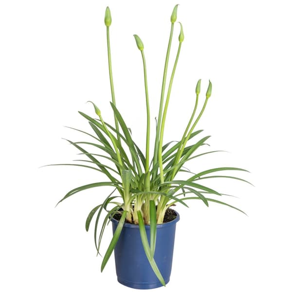 Afrikas blå lilja - Agapanthus 'Amourette Blue' - Höjd 30-45cm - ø14cm