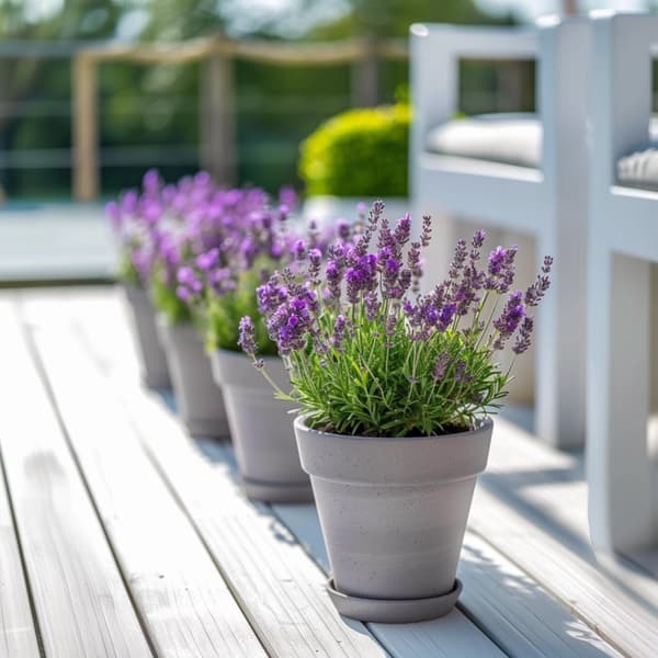 Lavendelbuske - Set om 2 - Lavandula stoechas 'Anouk' - Höjd 25-35cm - ⌀15cm