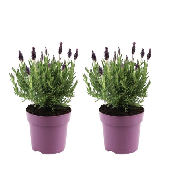 Lavendelbuske - Set om 2 - Lavandula stoechas 'Anouk' - Höjd 25-35cm - ⌀15cm