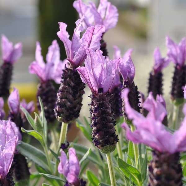 Lavendel - Lavandula stoechas 'Anouk' - Højde 25-35cm - ⌀15cm