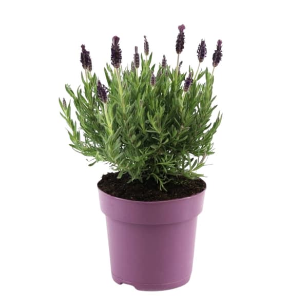 Lavendelbuske - Lavandula stoechas 'Anouk' - Höjd 25-35cm - ⌀15cm