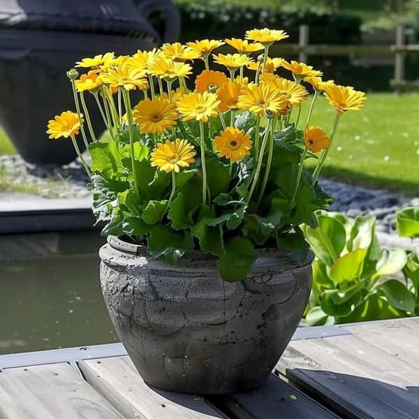 Gerbera garvinea - Gul - Höjd 45-60cm - ⌀19cm