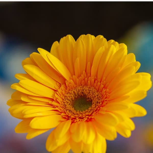 Gerbera garvinea - Gul - Höjd 45-60cm - ⌀19cm