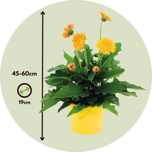 Gerbera garvinea - Gul - Höjd 45-60cm - ⌀19cm