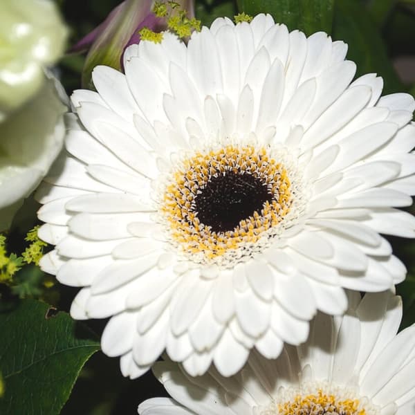 Gerbera garvinea - Vit - Höjd 45-60cm - ⌀19cm