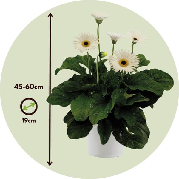 Gerbera garvinea - Vit - Höjd 45-60cm - ⌀19cm