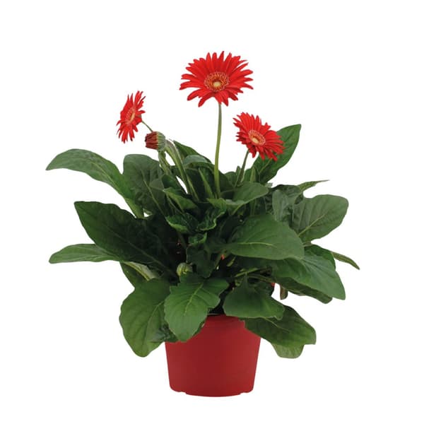 Gerbera garvinea - Röd - Höjd 45-60cm - ⌀19cm