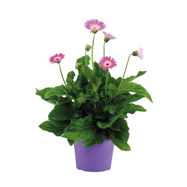 Gerbera garvinea - Lila - Höjd 45-60cm - ⌀19cm