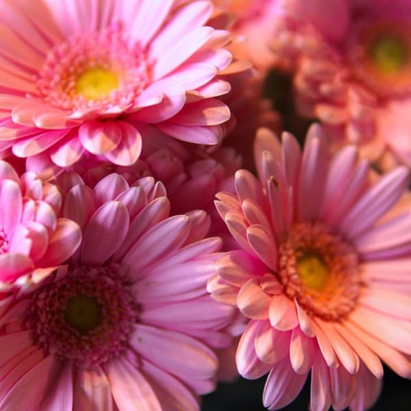Gerbera garvinea - Rosa - Höjd 45-60cm - ⌀19cm