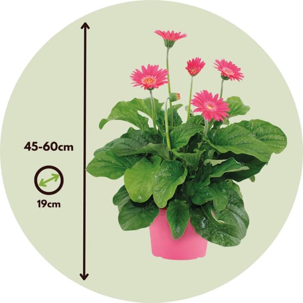Gerbera garvinea - Rosa - Höjd 45-60cm - ⌀19cm