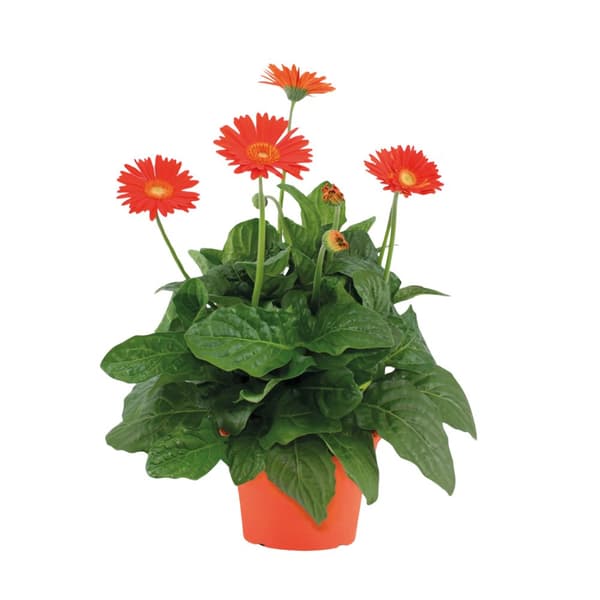 Gerbera garvinea - Orange - Höjd 45-60cm - ⌀19cm