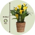 Miniatyrbillede 2 af 2: Calla 'Ruby' - Kalla - Gul - Højde 30-40cm - ⌀12cm