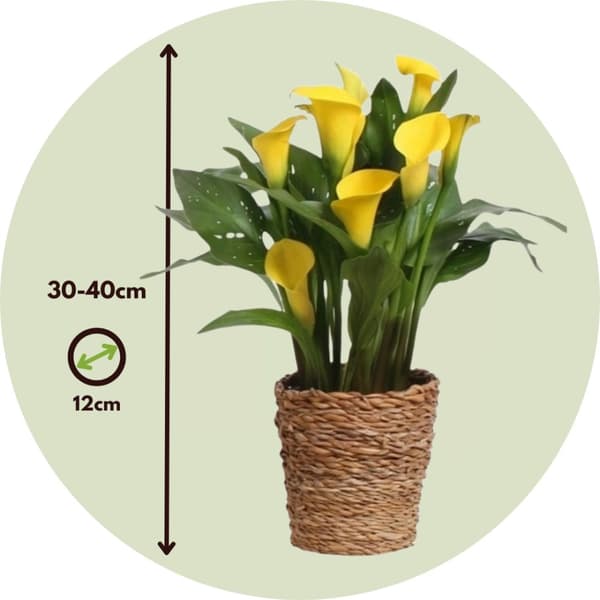 Calla 'Ruby' - Kalla - Gul - Højde 30-40cm - ⌀12cm