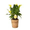 Miniatyrbillede 1 af 2: Calla 'Ruby' - Kalla - Gul - Højde 30-40cm - ⌀12cm