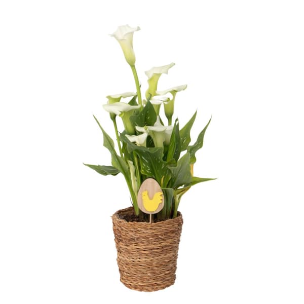 Calla 'Ruby' - Kallaväxt - Vit - Höjd 30-40cm - ⌀12cm