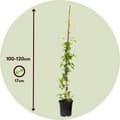 Miniatyrbild 2 av 2: Klematis - Clematis 'The President' - Höjd 100-120cm - ⌀17cm