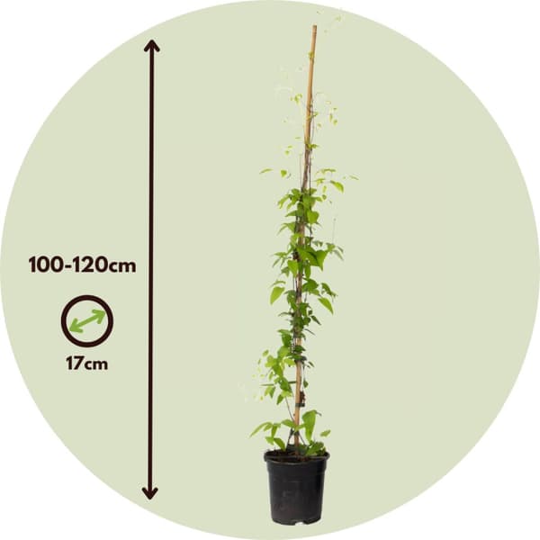 Klematis - Clematis 'The President' - Höjd 100-120cm - ⌀17cm