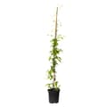 Miniatyrbild 1 av 2: Klematis - Clematis 'The President' - Höjd 100-120cm - ⌀17cm