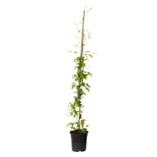 Klematis - Clematis 'The President' - Höjd 100-120cm - ⌀17cm