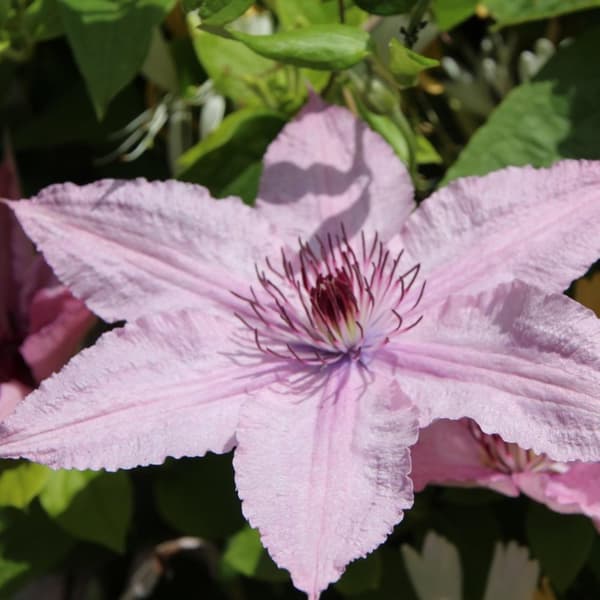 Skovranke - 2 stk. - Clematis 'Hagley Hybrid' - Højde 100-120cm - ⌀17cm