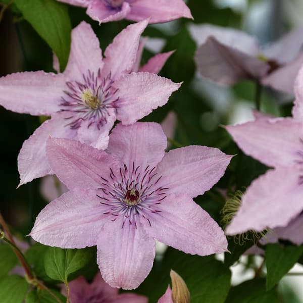 Skovranke - 2 stk. - Clematis 'Hagley Hybrid' - Højde 100-120cm - ⌀17cm