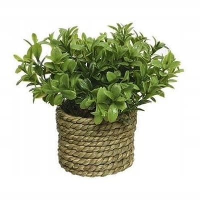Tekokasvi pajukorissa 16x13cm Elegantti koriste