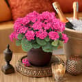 Miniatyrbild 5 av 6: Lollanda Set med fyra konstgjorda blommor för utomhus- och inomhusbruk, blomdekoration, pelargon, UV-resistent för trädgård