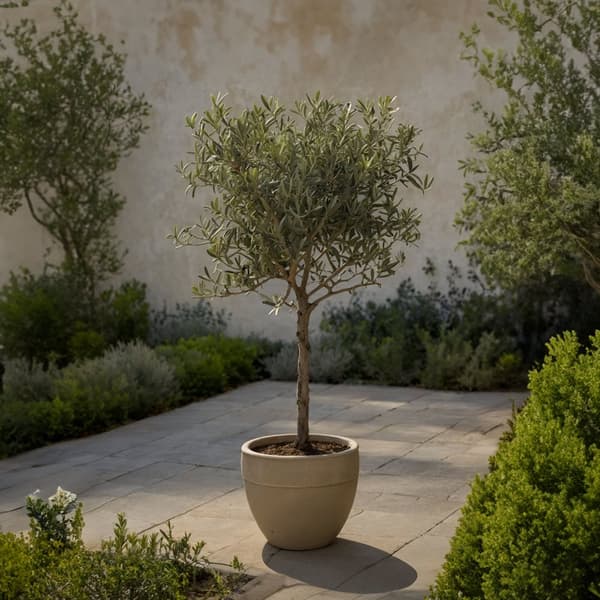 Oliventræ - Olea europaea - H⌀jde 45-55cm - ⌀14cm