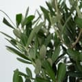 Miniatyrbillede 5 af 6: Oliventræ - Olea europaea - H⌀jde 45-55cm - ⌀14cm
