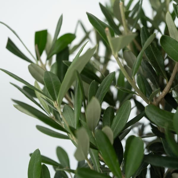 Oliventræ - Olea europaea - H⌀jde 45-55cm - ⌀14cm