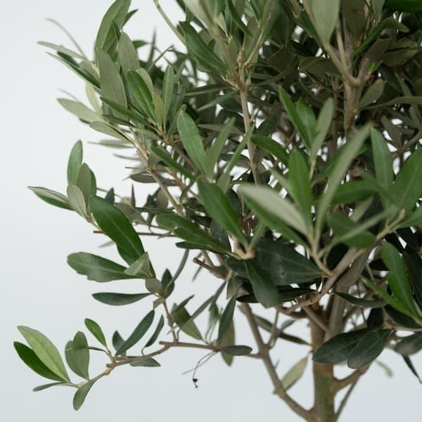 Oliventræ - Olea europaea - H⌀jde 45-55cm - ⌀14cm