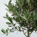 Miniatyrbillede 6 af 6: Oliventræ - Olea europaea - H⌀jde 45-55cm - ⌀14cm