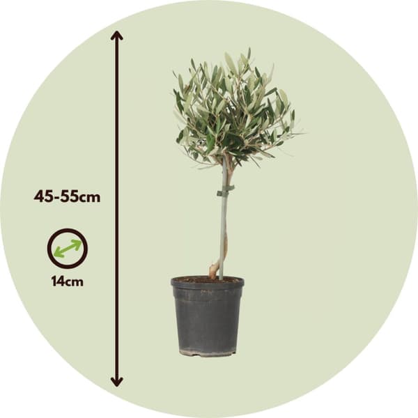 Oliventræ - Olea europaea - H⌀jde 45-55cm - ⌀14cm