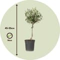 Miniatyrbillede 2 af 6: Oliventræ - Olea europaea - H⌀jde 45-55cm - ⌀14cm