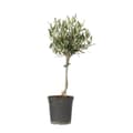 Miniatyrbillede 1 af 6: Oliventræ - Olea europaea - H⌀jde 45-55cm - ⌀14cm