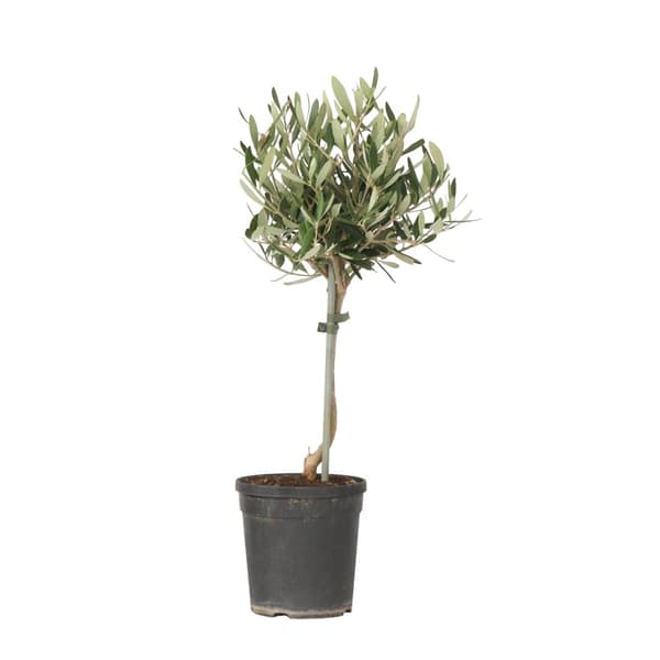Oliventræ - Olea europaea - H⌀jde 45-55cm - ⌀14cm