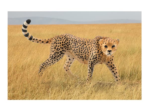 Schleich Wild Life - Cheetah female