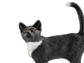 Miniatyrbilde 5 av 5: Schleich Farm Life - Black Cat