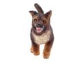 Miniatyrbild 5 av 5: Schleich World of Nature: Farm Life - German Shepherd Puppy
