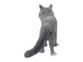 Miniatyrbild 4 av 5: Schleich Farm World - Maine Coon Kat