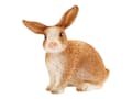 Miniatyrbilde 1 av 5: Schleich Farm Life - Kanin