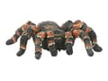 Miniatyrbilde 5 av 5: Schleich Tarantula