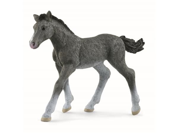 schleich Horse Club Trakehner-varsa, 5-vuotias, Grå