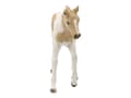 Miniatyrbilde 5 av 5: Schleich Horse Club - Malt føll