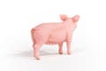 Miniatyrbilde 4 av 5: schleich Farm World Pig