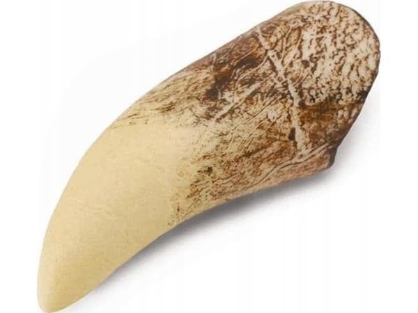 Collecta figurine TYRANOSAUR TOOTH IN A BOX - CollectA - 89281