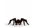 Miniatyrbild 4 av 5: Schleich HP Aragog
