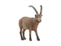 Miniatyrbilde 3 av 5: Schleich Ibex