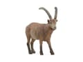 Miniatyrbilde 5 av 5: Schleich Ibex