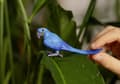 Miniatyrbilde 5 av 5: Schleich Hyacinth Macaw